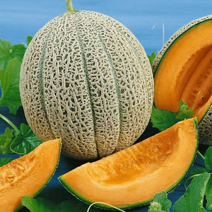 ROCK MELON HALES BEST SEED