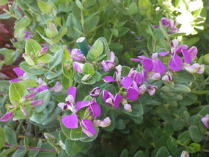 POLYGALA DAZZLER 2.6L