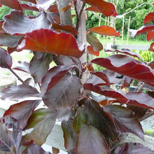 Load image into Gallery viewer, FAGUS SYLVATICA RIVERSII RIVERS PURPLE BEECH PB40
