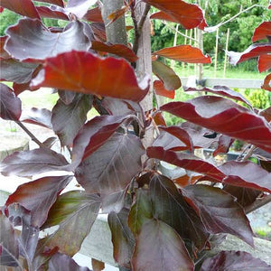 FAGUS SYLVATICA RIVERSII RIVERS PURPLE BEECH PB40