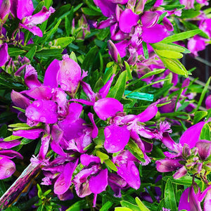 POLYGALA LIDDLE CHARMER 2.5L