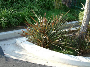 PHORMIUM SURFER 3.3L