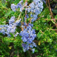 Load image into Gallery viewer, CEANOTHUS BLUE CARPET 2.5L
