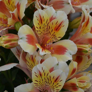 ALSTROEMERIA COMPACT INTICANCHA SUNSET 2.5L