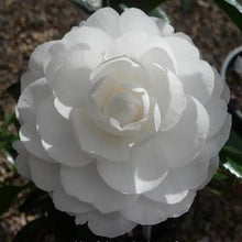 Load image into Gallery viewer, CAMELLIA SASANQUA EARLY PEARLY 4.0L
