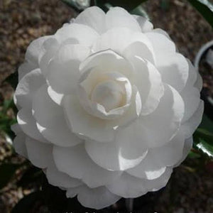 CAMELLIA SASANQUA EARLY PEARLY 4.0L