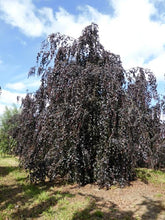 Load image into Gallery viewer, FAGUS SYLVATICA RIVERSII PENDULA PB40
