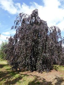 FAGUS SYLVATICA RIVERSII PENDULA PB40