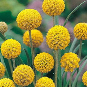 PYCNOSORUS BILLY BUTTONS SEED