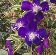 Load image into Gallery viewer, TIBOUCHINA BLAZE OF GLORY 4.0L
