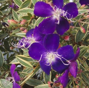 TIBOUCHINA BLAZE OF GLORY 4.0L