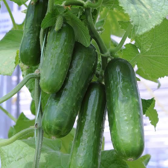 CUCUMBER PROLIFIC MINI SEED