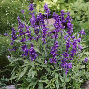 SALVIA EVOLUTION VIOLET SEED