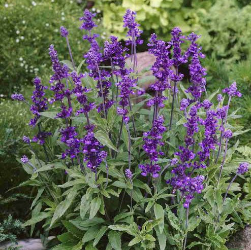 SALVIA EVOLUTION VIOLET SEED