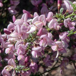 CYTISUS LILAC TIME 2.5L