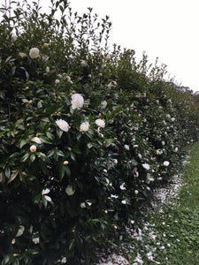 CAMELLIA SASANQUA EARLY PEARLY 4.0L