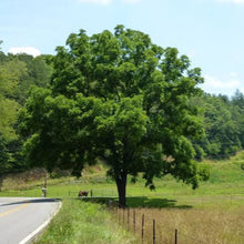 Load image into Gallery viewer, JUGLANS NIGRA BLACK WALNUT PB18
