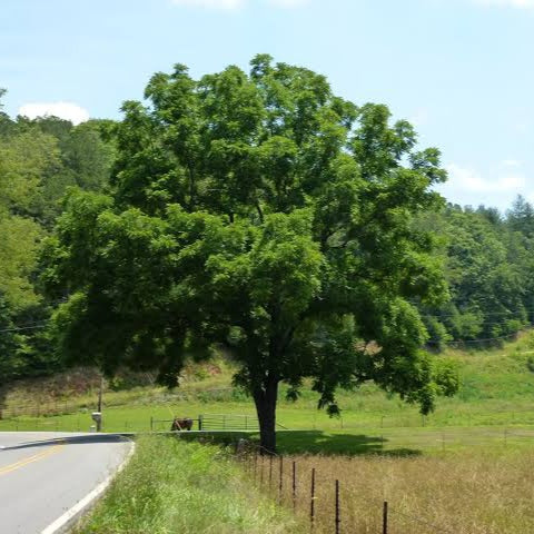 JUGLANS NIGRA BLACK WALNUT PB18