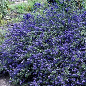 CEANOTHUS BLUE CARPET 2.5L