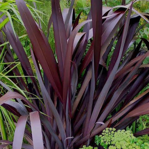 PHORMIUM RUBY TUESDAY