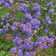 Load image into Gallery viewer, CEANOTHUS ROWEANUS PB8
