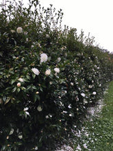 Load image into Gallery viewer, CAMELLIA SASANQUA EARLY PEARLY 3.5L
