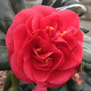 CAMELLIA JAPONICA CURLY LADY 2.5L
