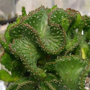 EUPHORBIA CORAL