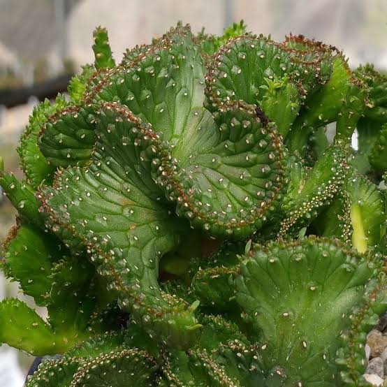 EUPHORBIA CORAL