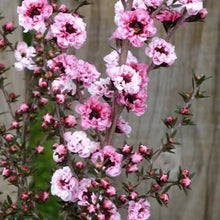 Load image into Gallery viewer, LEPTOSPERMUM SUNRAYSIA 2.5L
