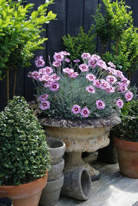 DIANTHUS ANGEL OF PEACE 1.5L