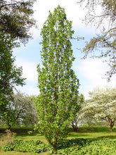 Load image into Gallery viewer, LIRIODENDRON ARNOLD TULIP TREE PB28
