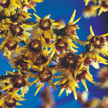 Load image into Gallery viewer, CHIMONANTHUS PRAECOX WINTERSWEET PB18
