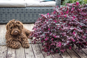 LOROPETALUM PLUM GORGEOUS