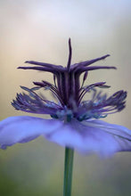 Load image into Gallery viewer, NIGELLA SPANISH LOVE IN A MIST SEED
