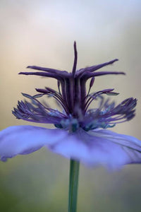 NIGELLA SPANISH LOVE IN A MIST SEED