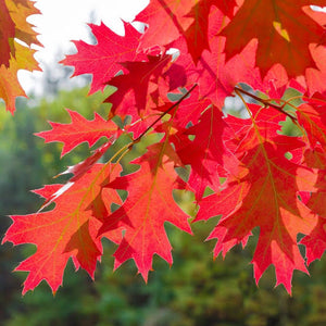 QUERCUS RUBRA NORTHERN RED OAK PB28