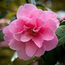Load image into Gallery viewer, CAMELLIA HYBRID DONATION 4.0L
