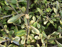 Load image into Gallery viewer, COROKIA SUNSPLASH 1.0L
