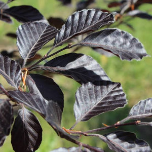 FAGUS SYLVATICA RIVERSII PENDULA PB40