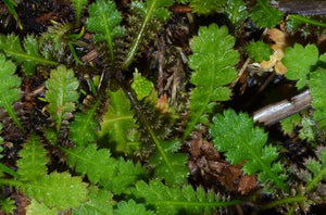 LEPTINELLA TRAILLII 15CM