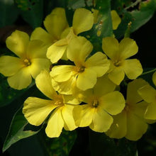 Load image into Gallery viewer, REINWARDTIA INDICA
