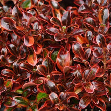 Load image into Gallery viewer, COPROSMA SCARLETT O HARA 2.5L
