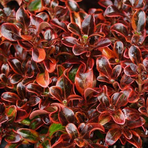 COPROSMA SCARLETT O HARA 2.5L