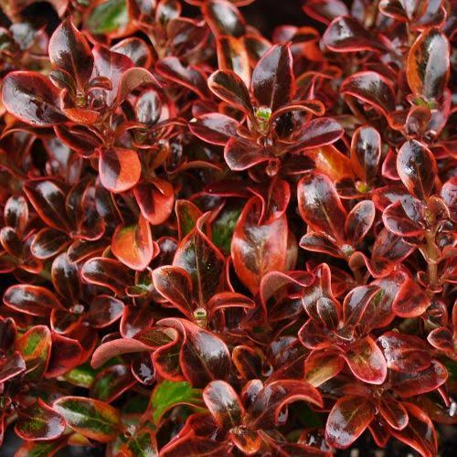 COPROSMA SCARLETT O HARA 2.5L