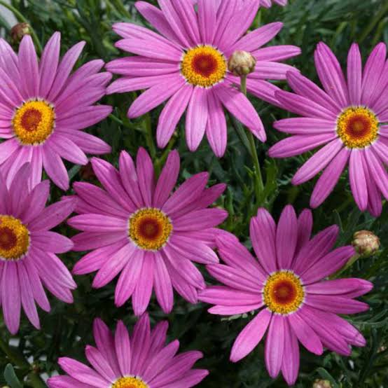 ARGYRANTHEMUM ANGELIC GIANT PINK 2.5L