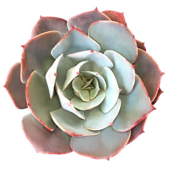 ECHEVERIA WHITE ROSE