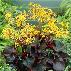 LIGULARIA BRITT MARIE CRAWFORD