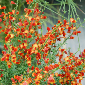 CYTISUS LENA 2.6L