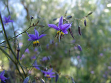 Load image into Gallery viewer, DIANELLA REVELATION 1.9L
